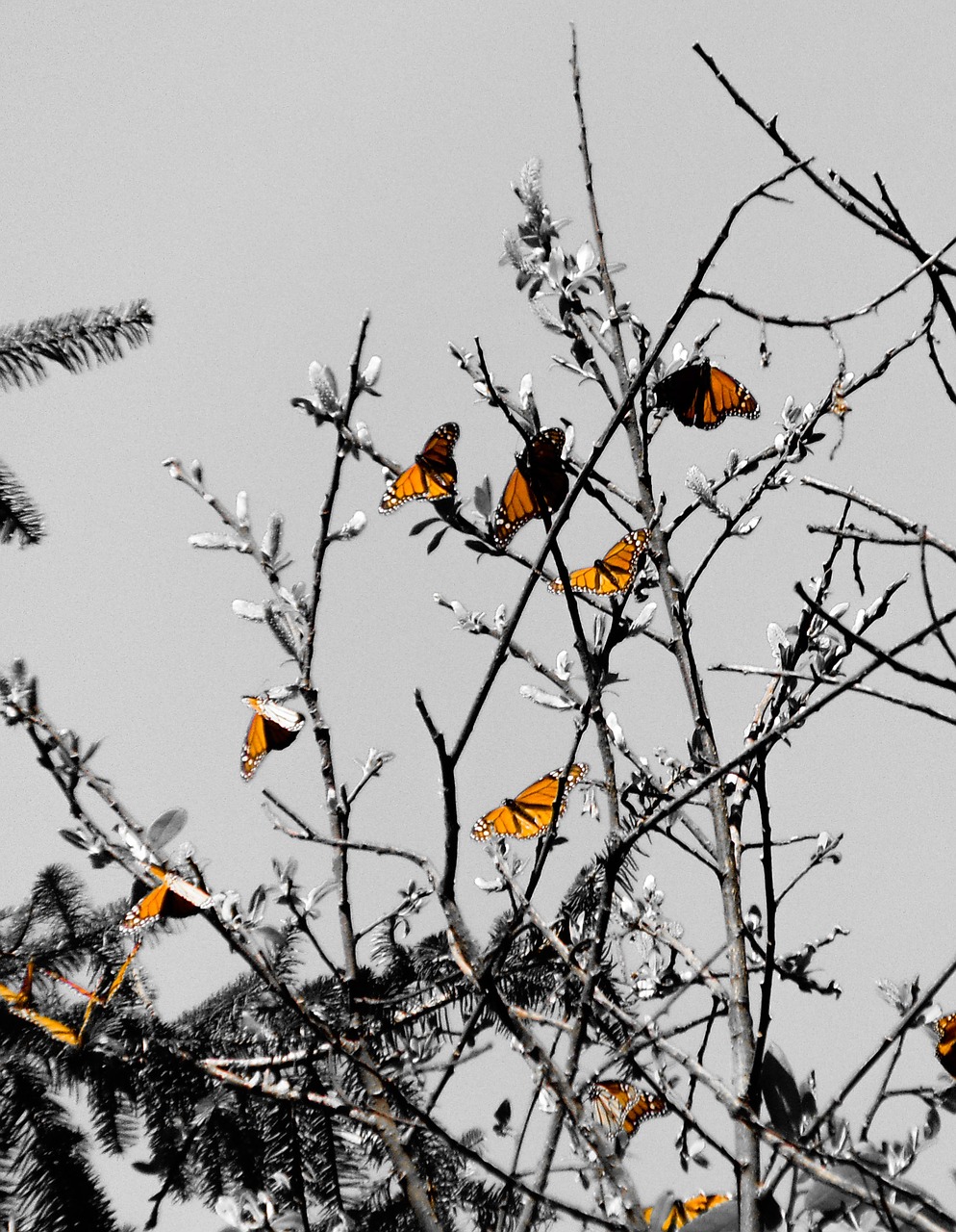 tree winter sky free photo