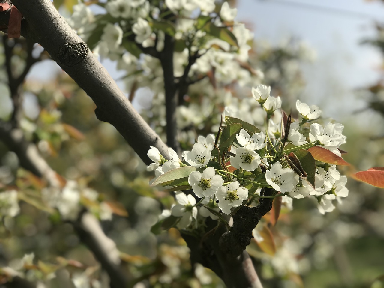 tree flower branch free photo