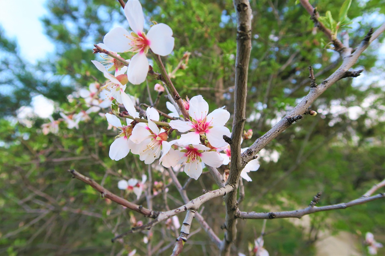 tree flower nature free photo