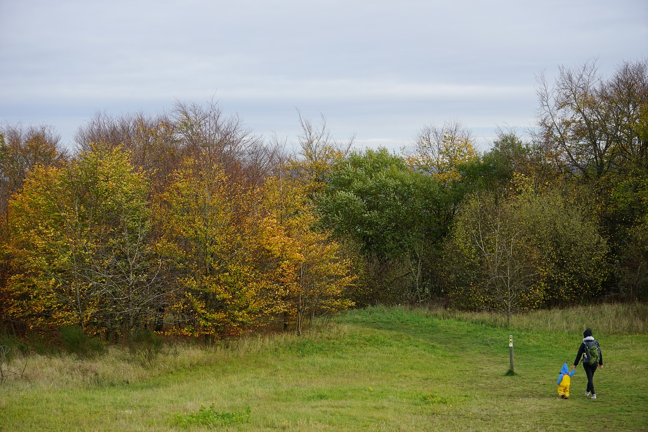 tree landscape nature free photo