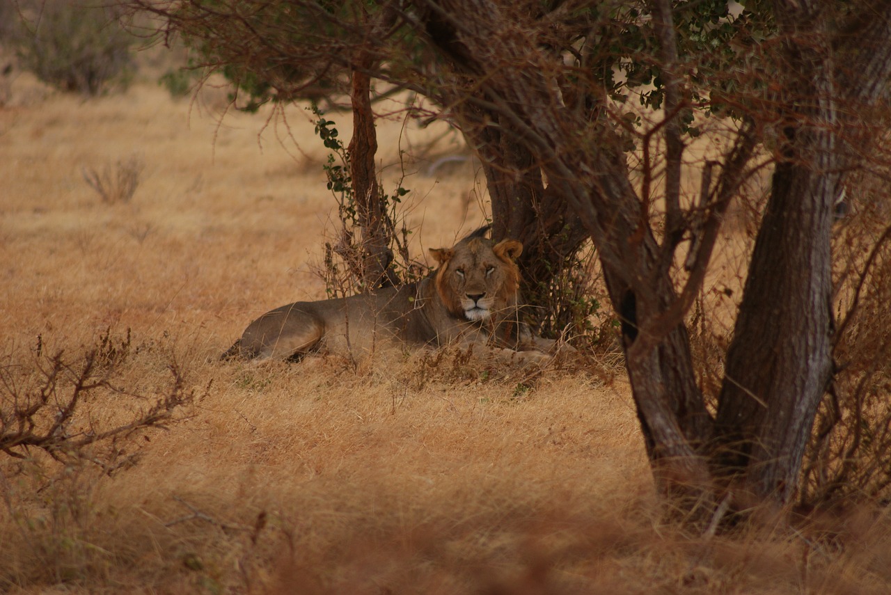 tree nature mammal free photo