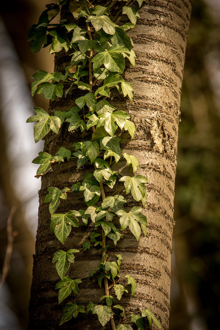 tree ivy leaf free photo