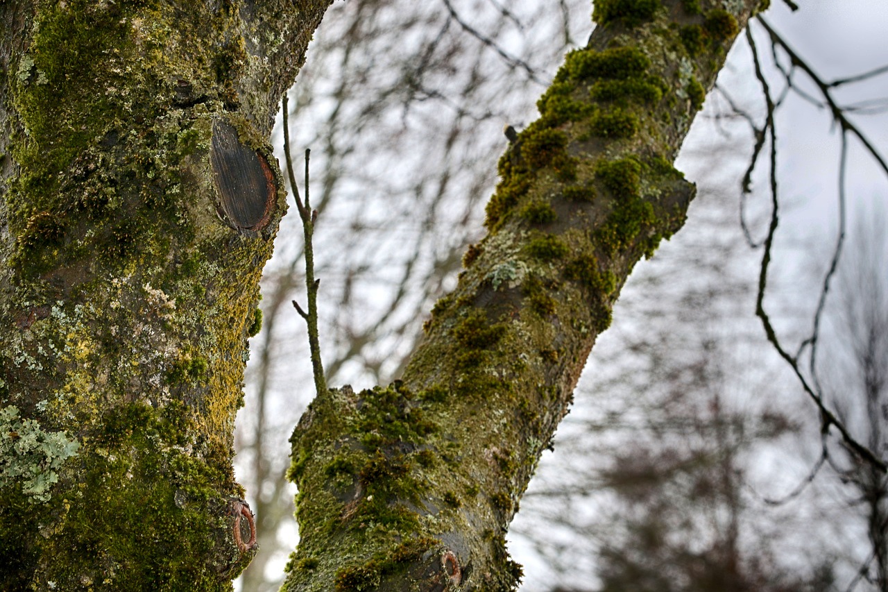 tree nature wood free photo