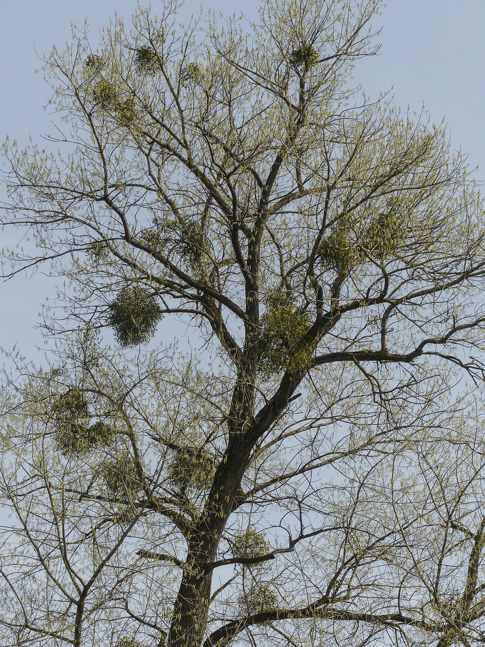 tree mistletoe growths free photo