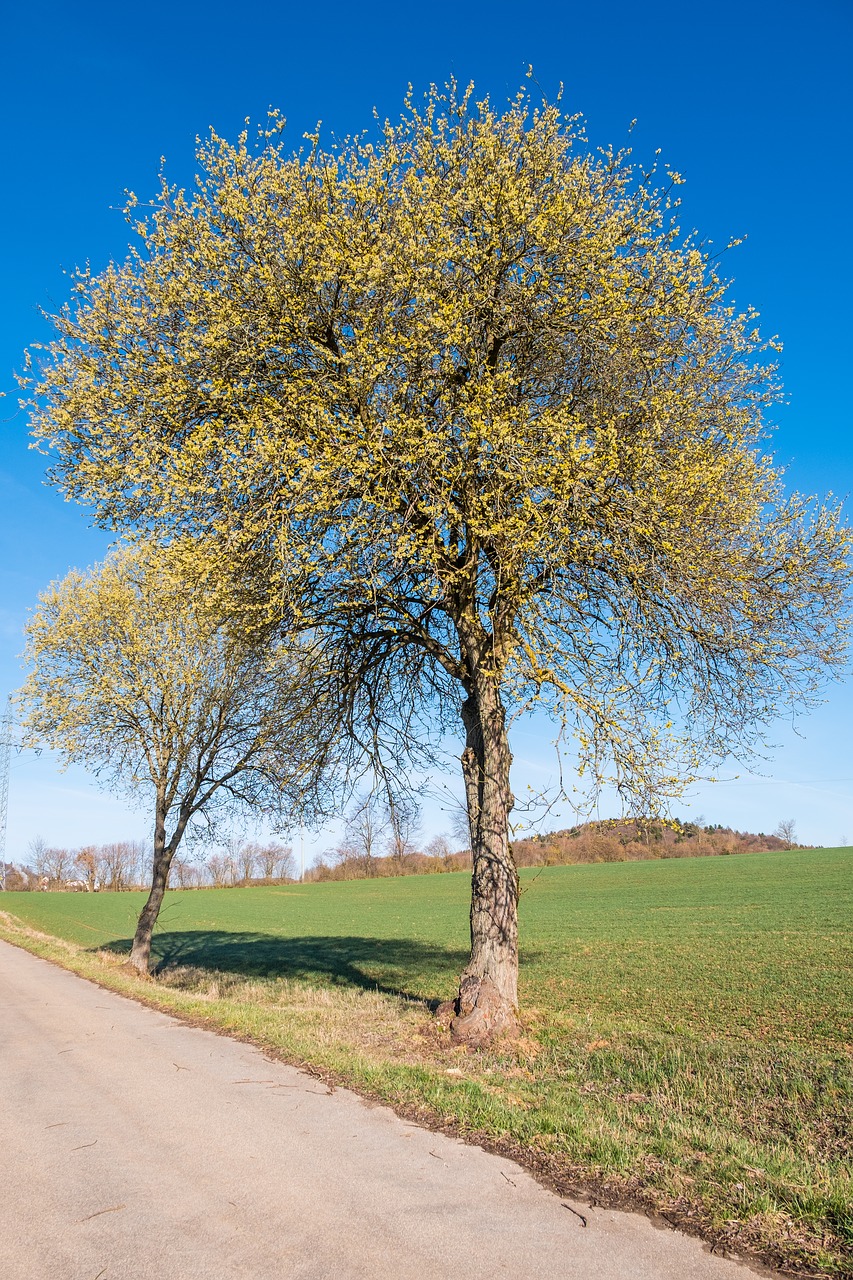 tree landscape nature free photo