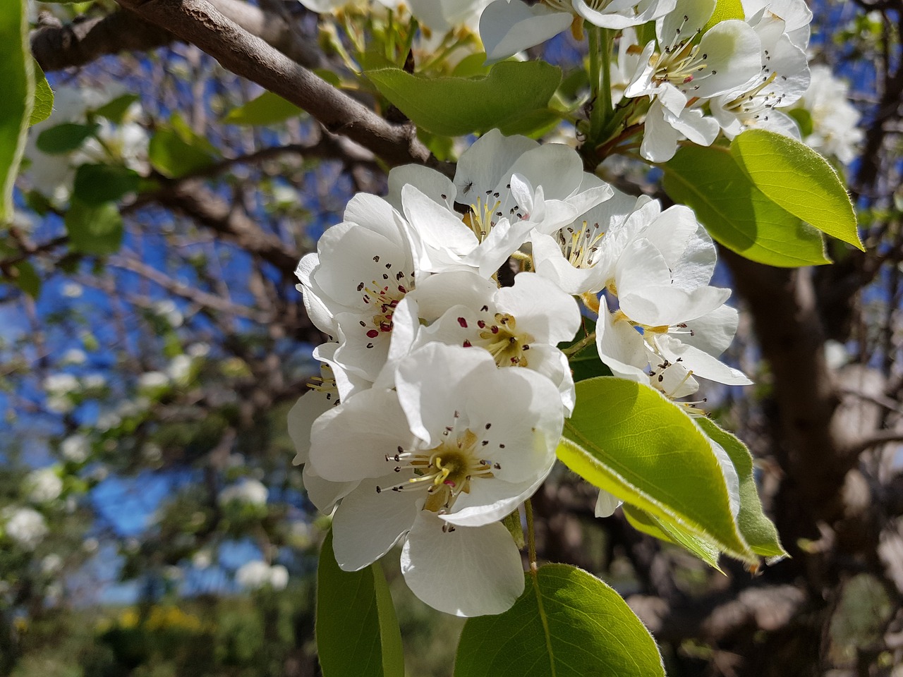 tree branch plant free photo