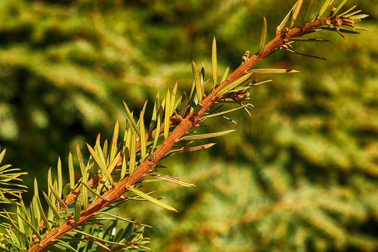 tree nature needle free photo