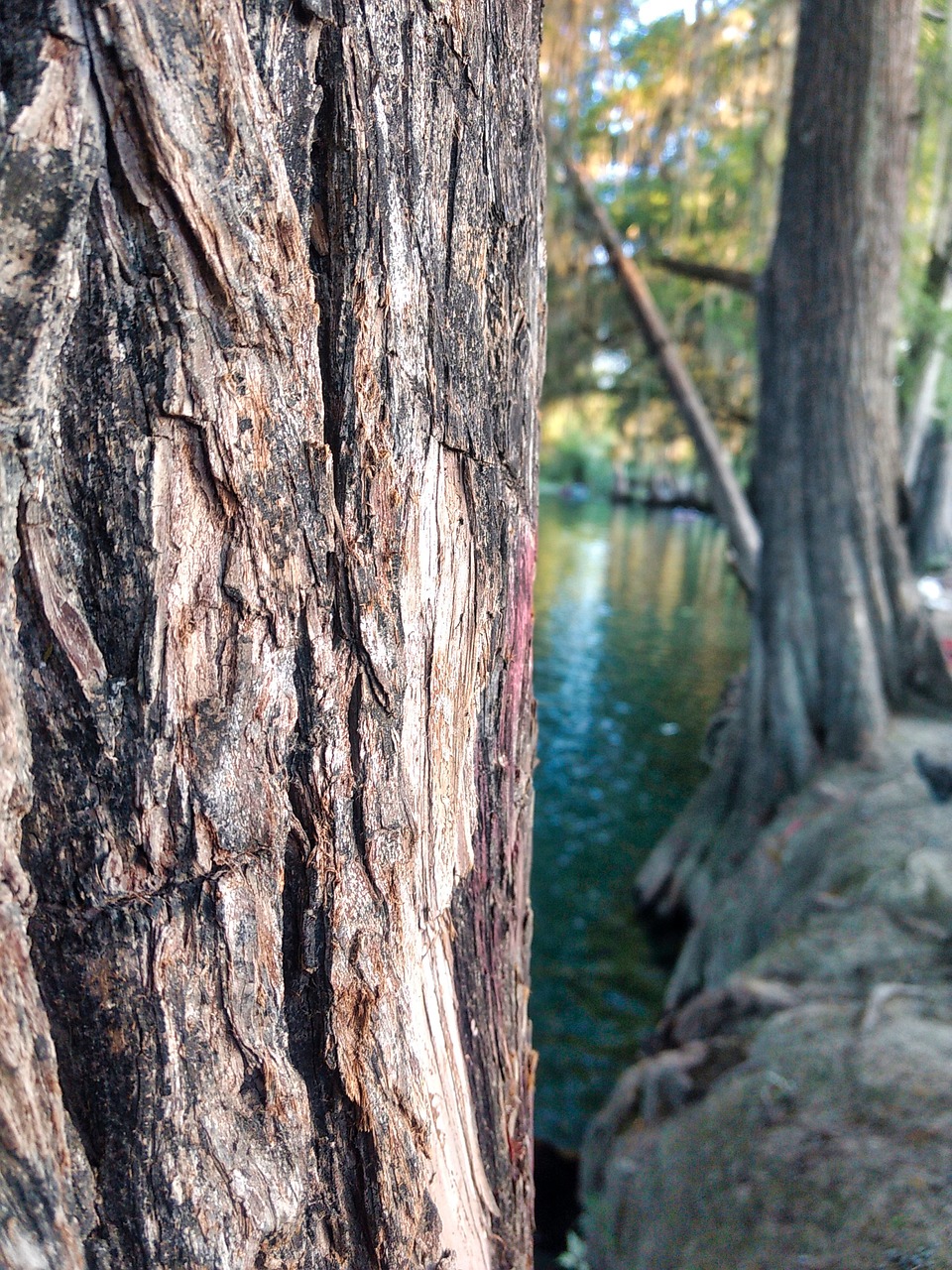 tree wood nature free photo