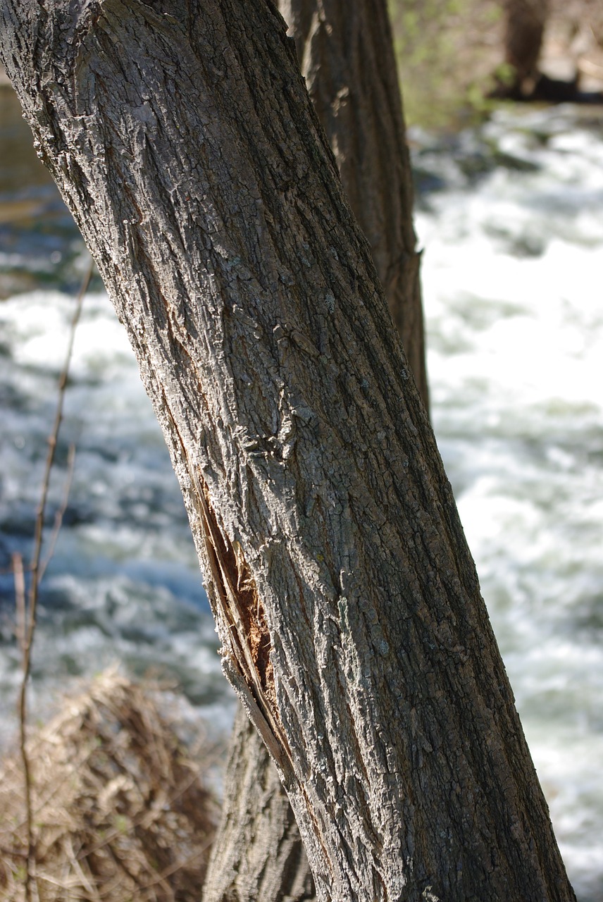 tree wood nature free photo