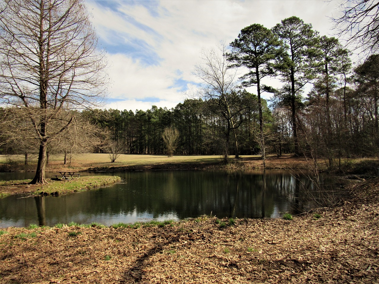 tree nature reflection free photo