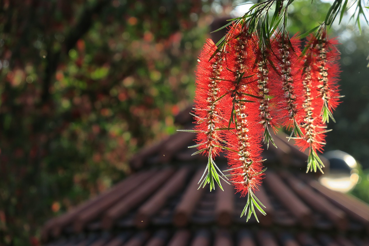 tree nature plant free photo