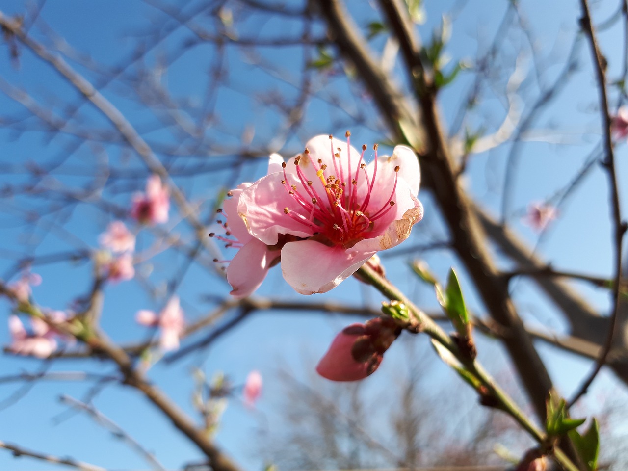 tree branch nature free photo