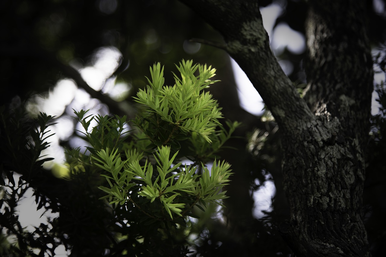 tree nature wood free photo