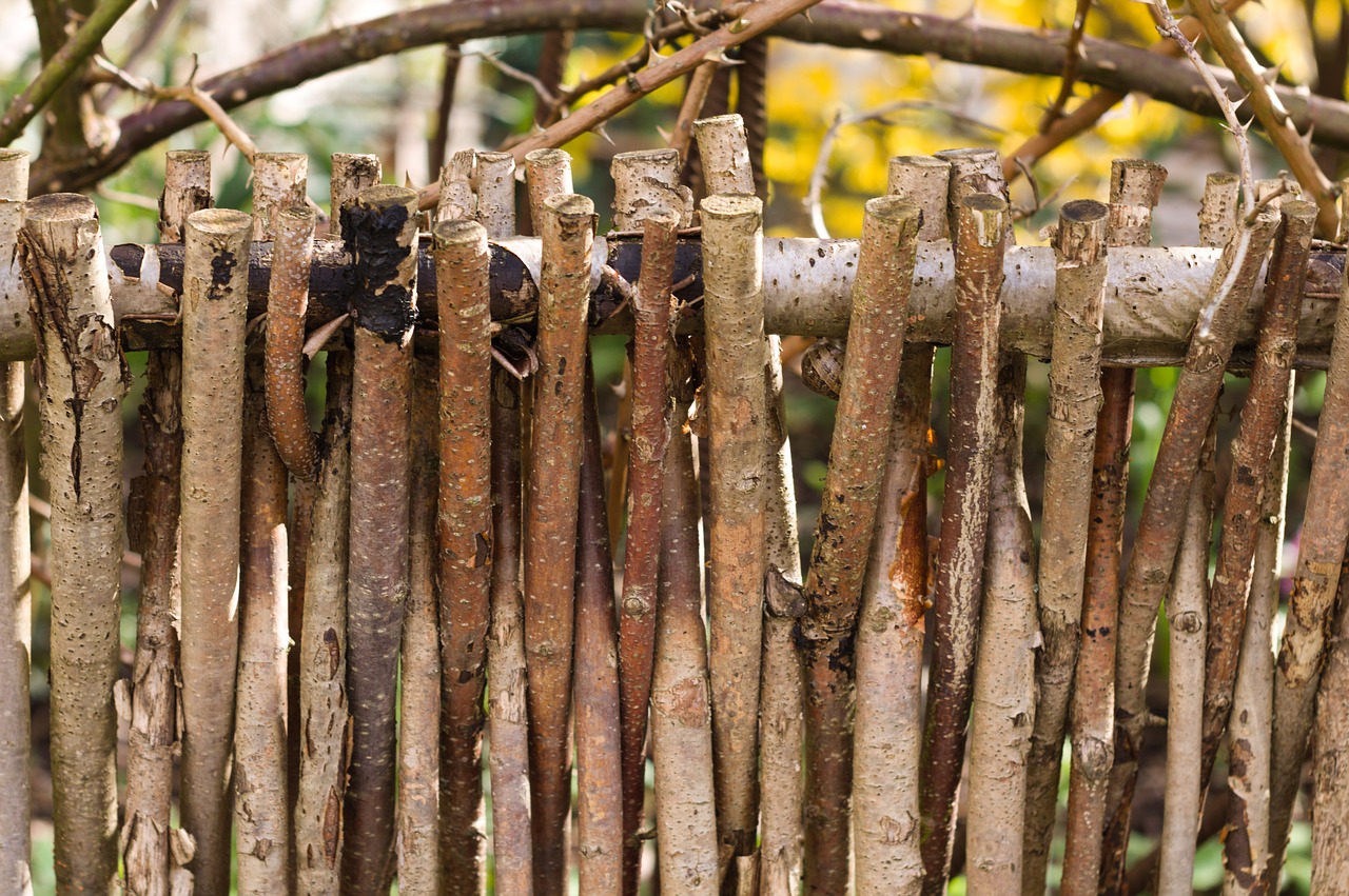 tree wood nature free photo