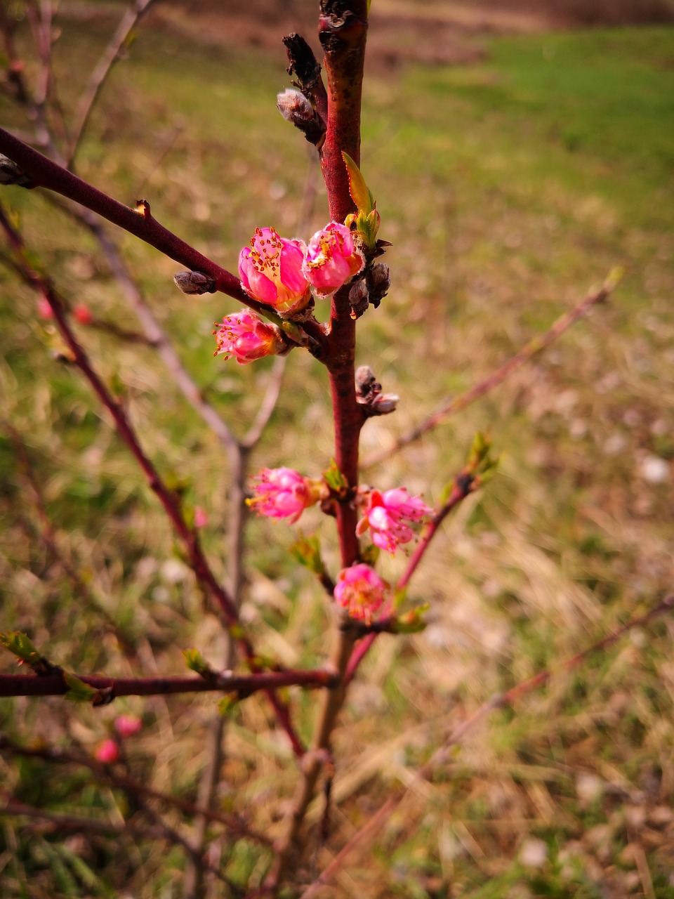 tree nature flora free photo