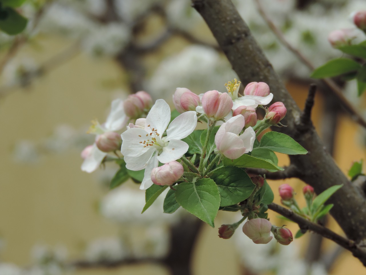 tree flower branch free photo