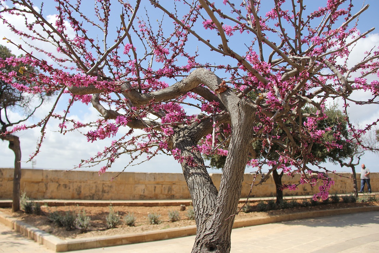 tree branch cherry free photo