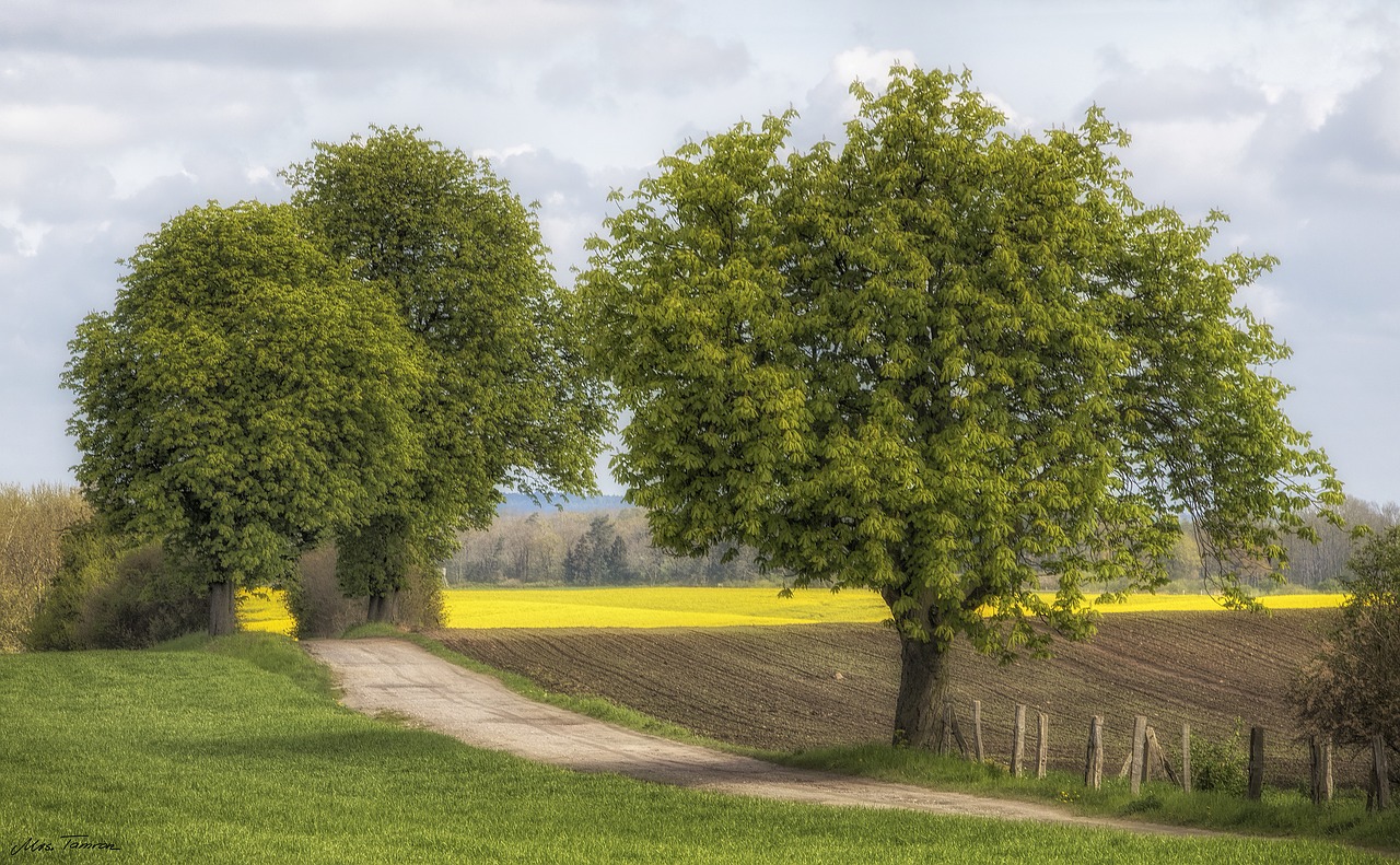 tree nature landscape free photo