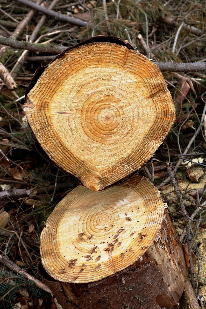 tree  ring  growth free photo