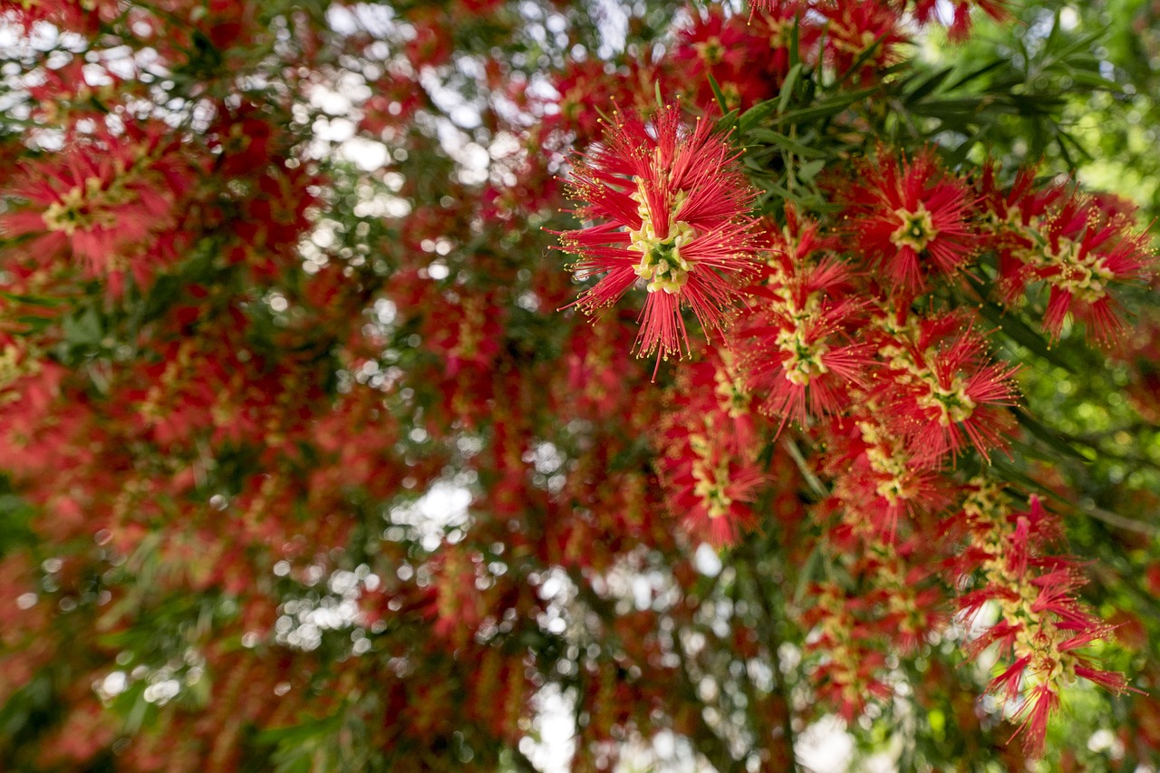 tree  nature  season free photo