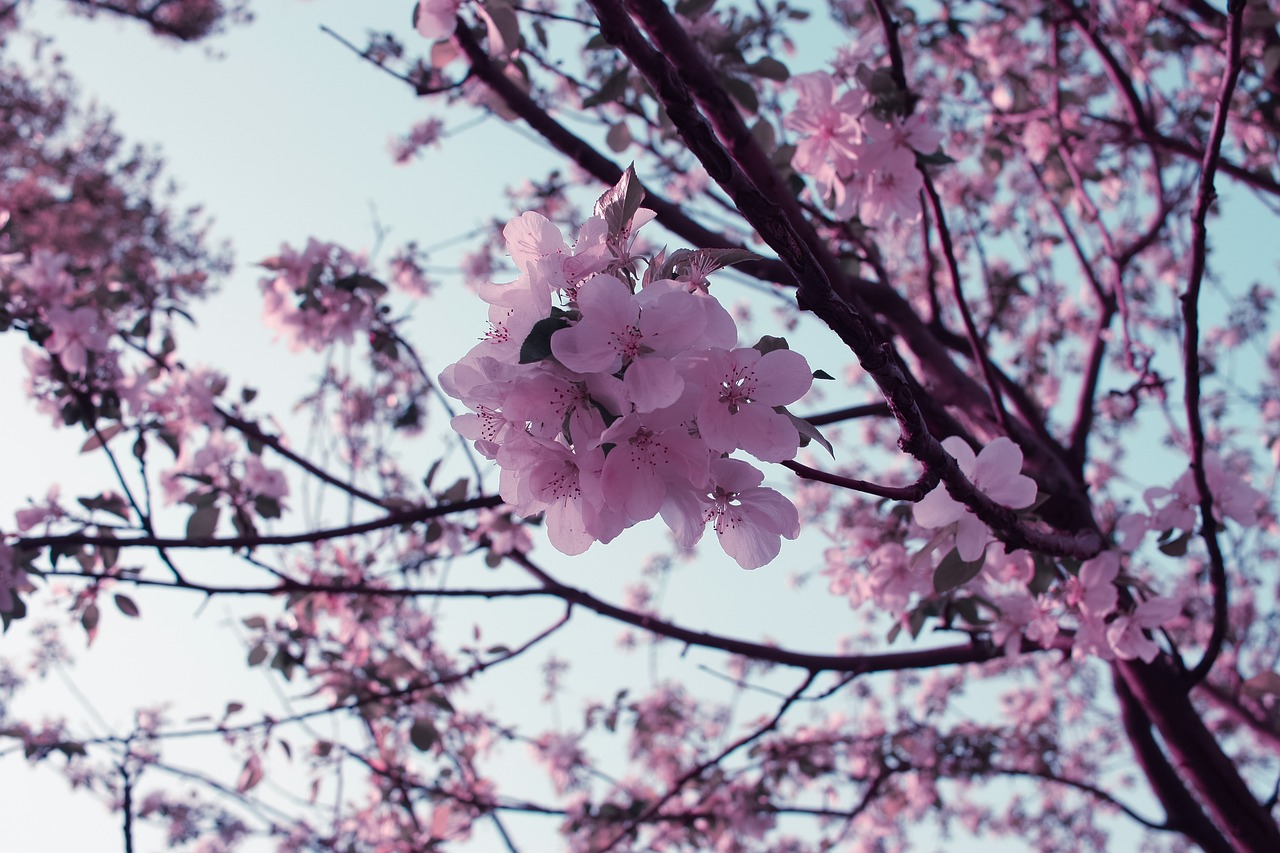 tree  cherry wood  branch free photo