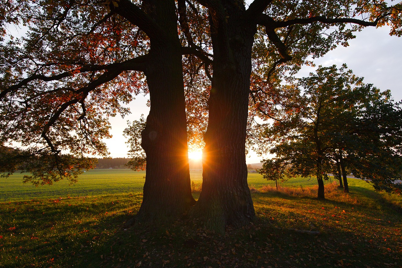 tree  park  nature free photo