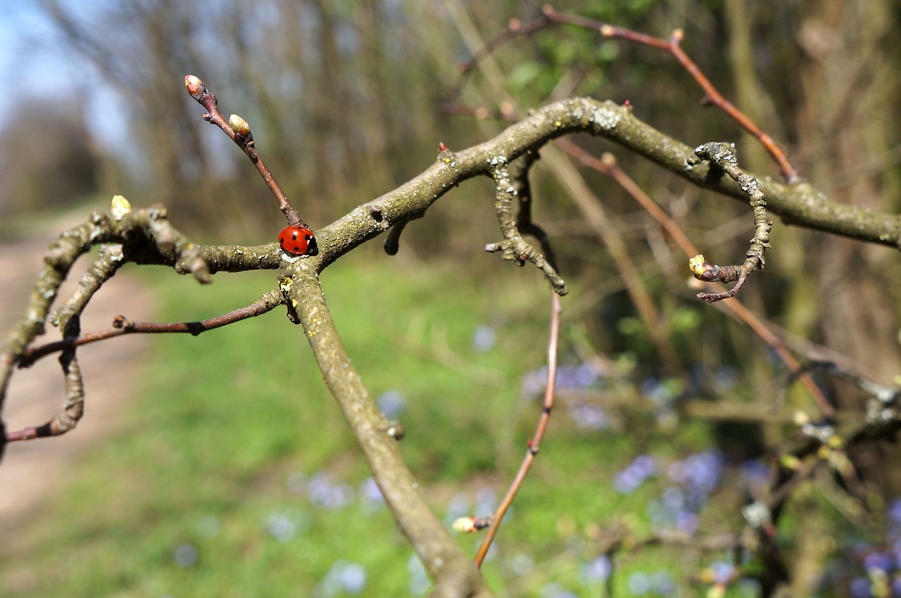 tree  nature  plant free photo