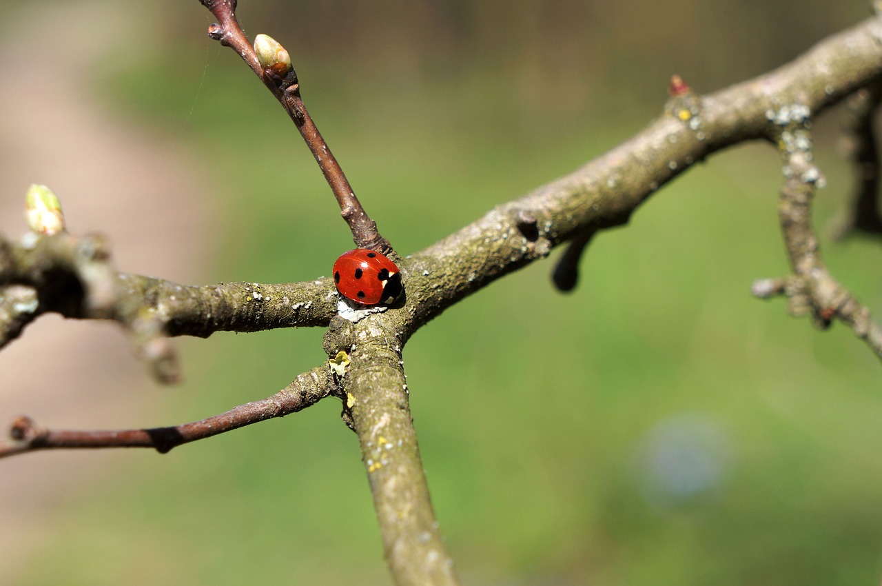 tree  nature  plant free photo