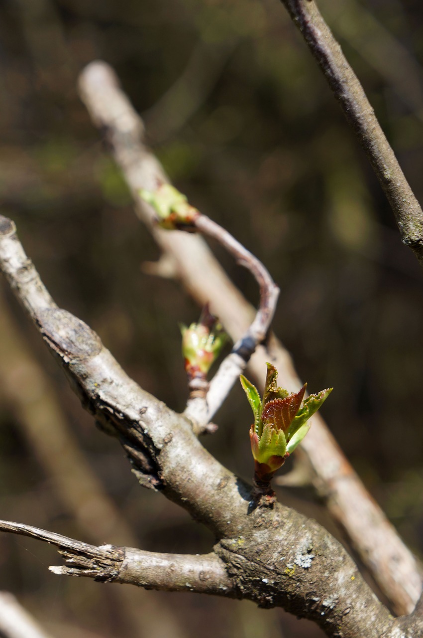 tree  nature  plant free photo