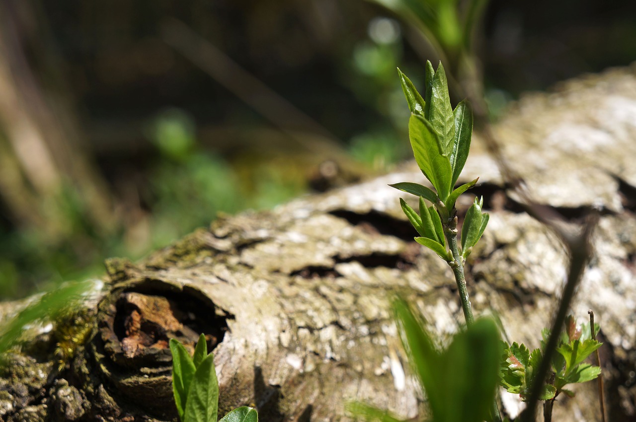 tree  nature  plant free photo