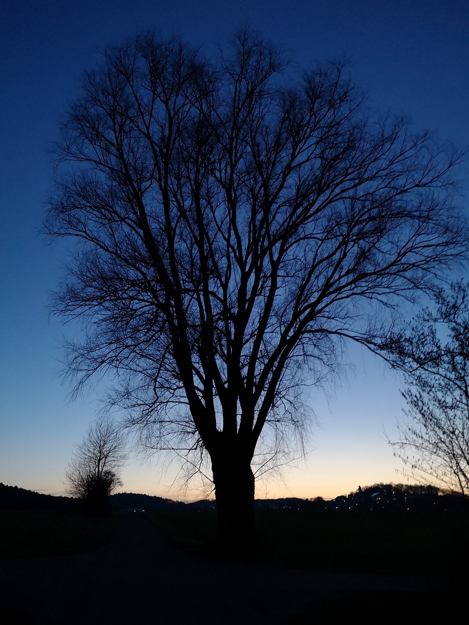 tree  landscape  nature free photo