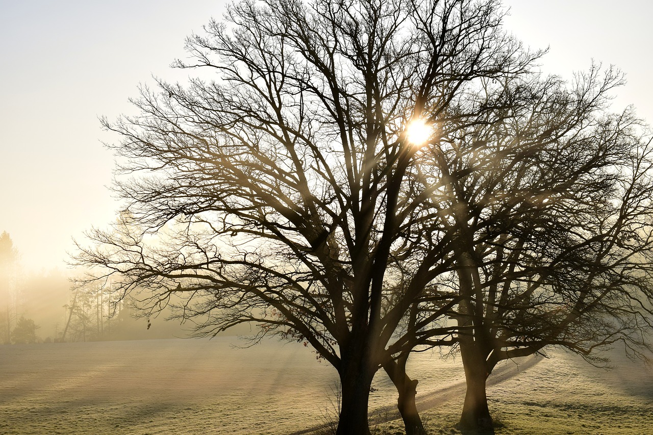 tree  nature  landscape free photo