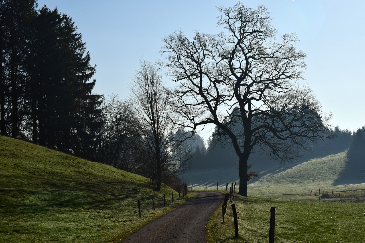 tree  landscape  nature free photo