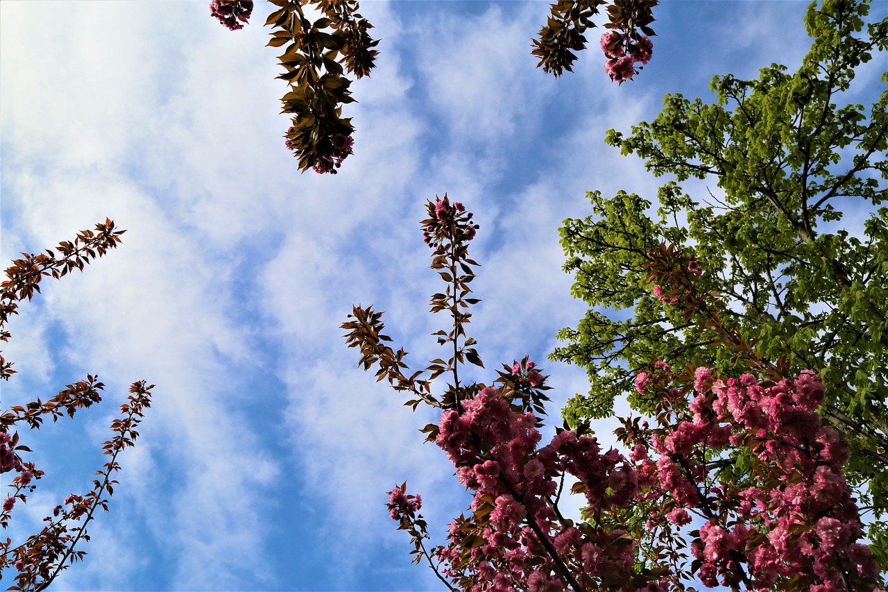 tree  nature  current season free photo