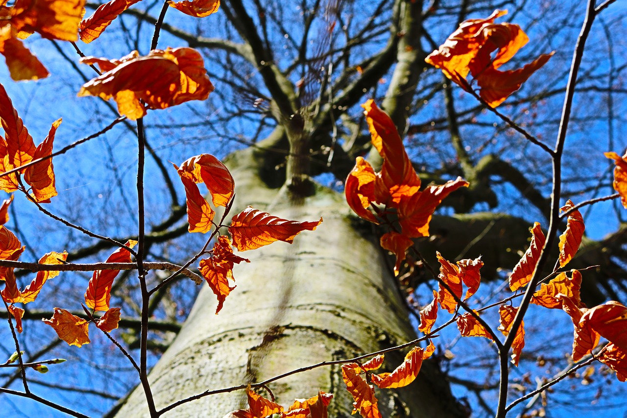 tree  leaf  autumn free photo