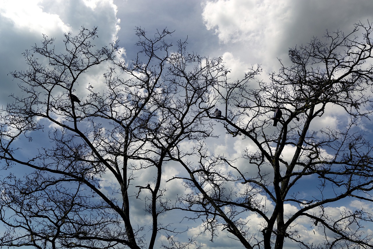 tree  landscape  bird free photo