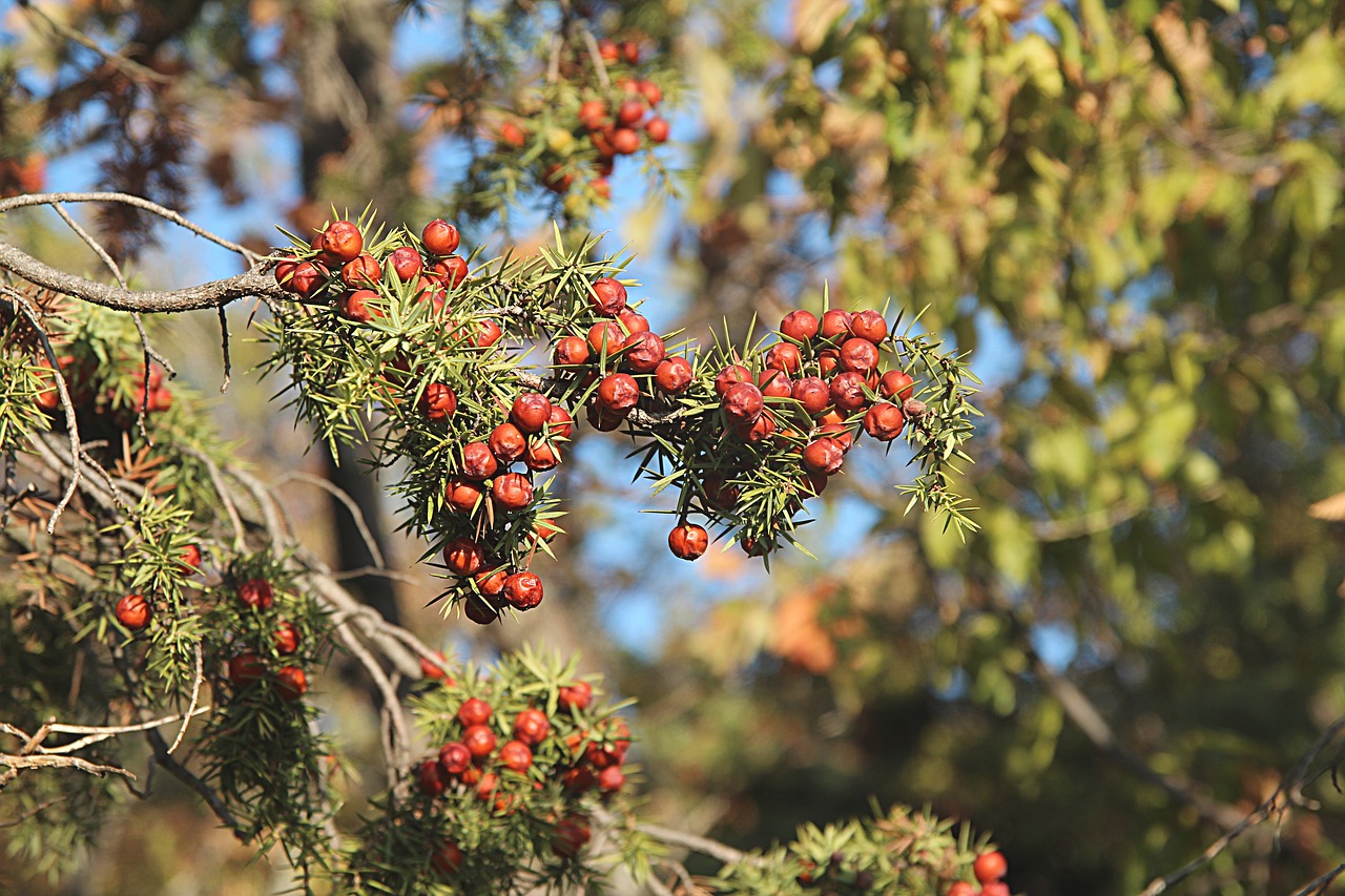 tree  juniper  forest free photo