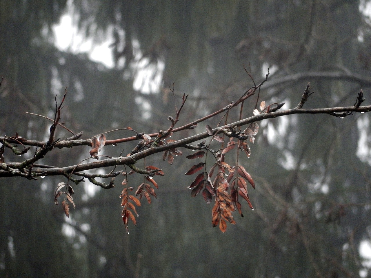 tree  outdoors  nature free photo