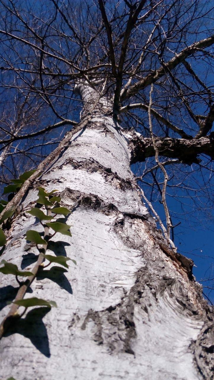 tree  nature  wood free photo