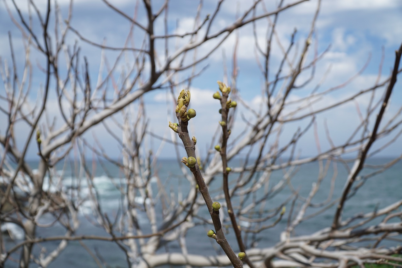 tree  nature  branch free photo