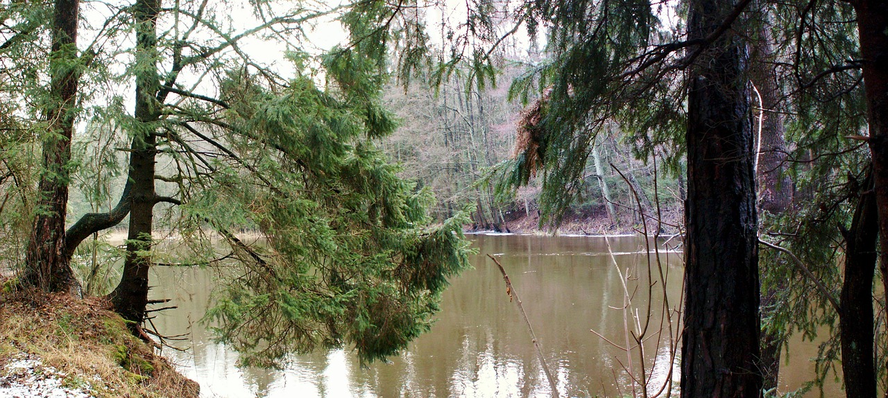 tree  nature  monolithic part of the waters free photo