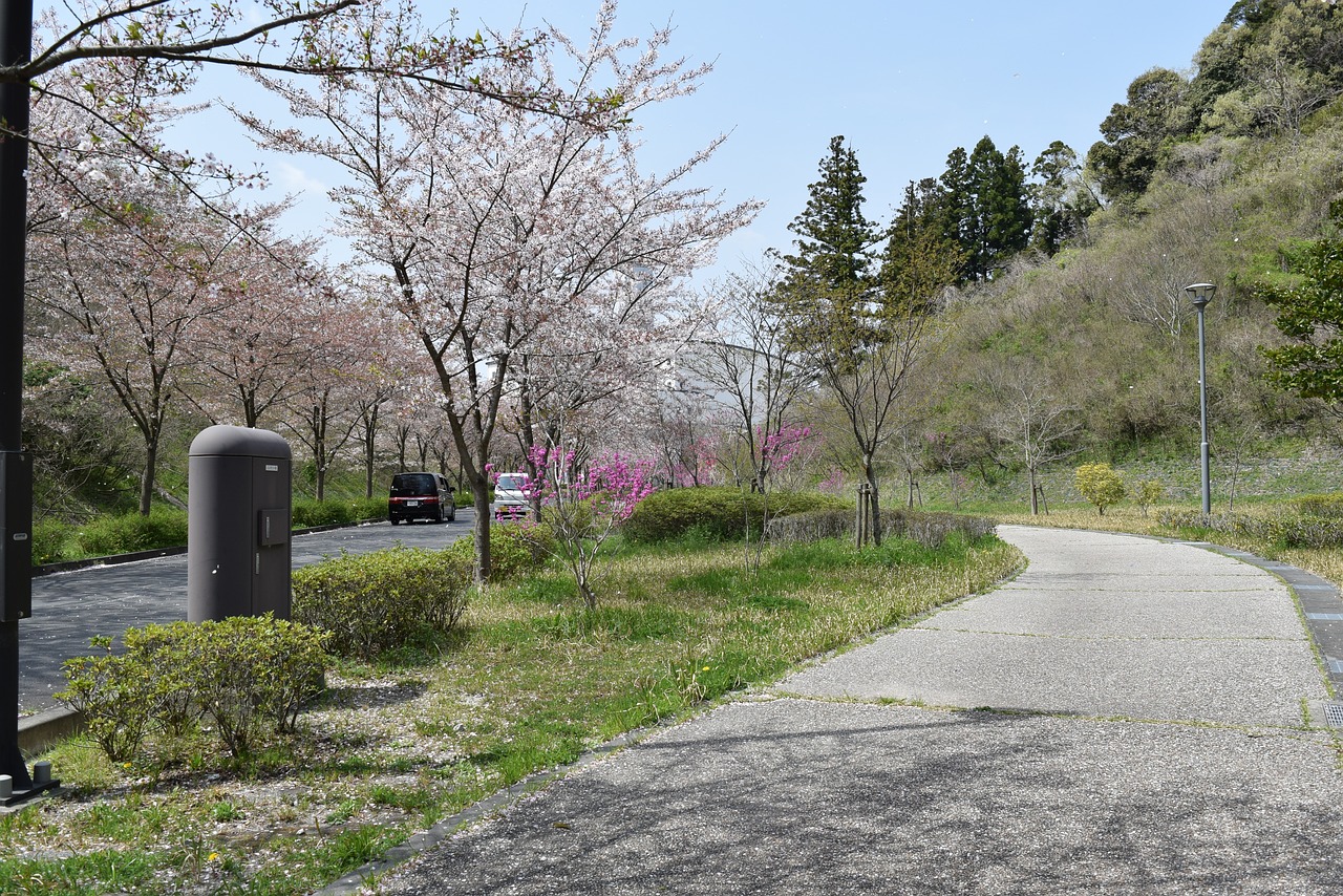 tree  nature  road free photo