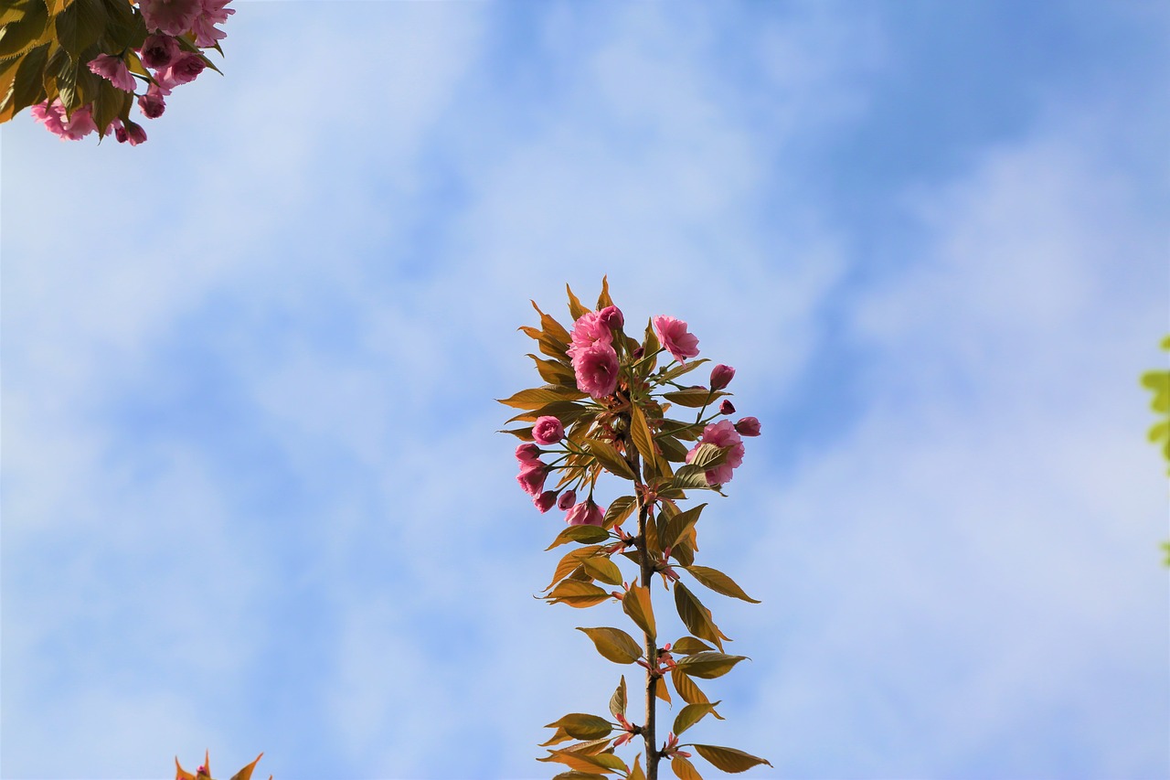 tree  nature  flower free photo