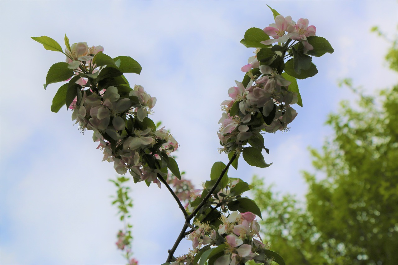 tree  leaves  plant free photo