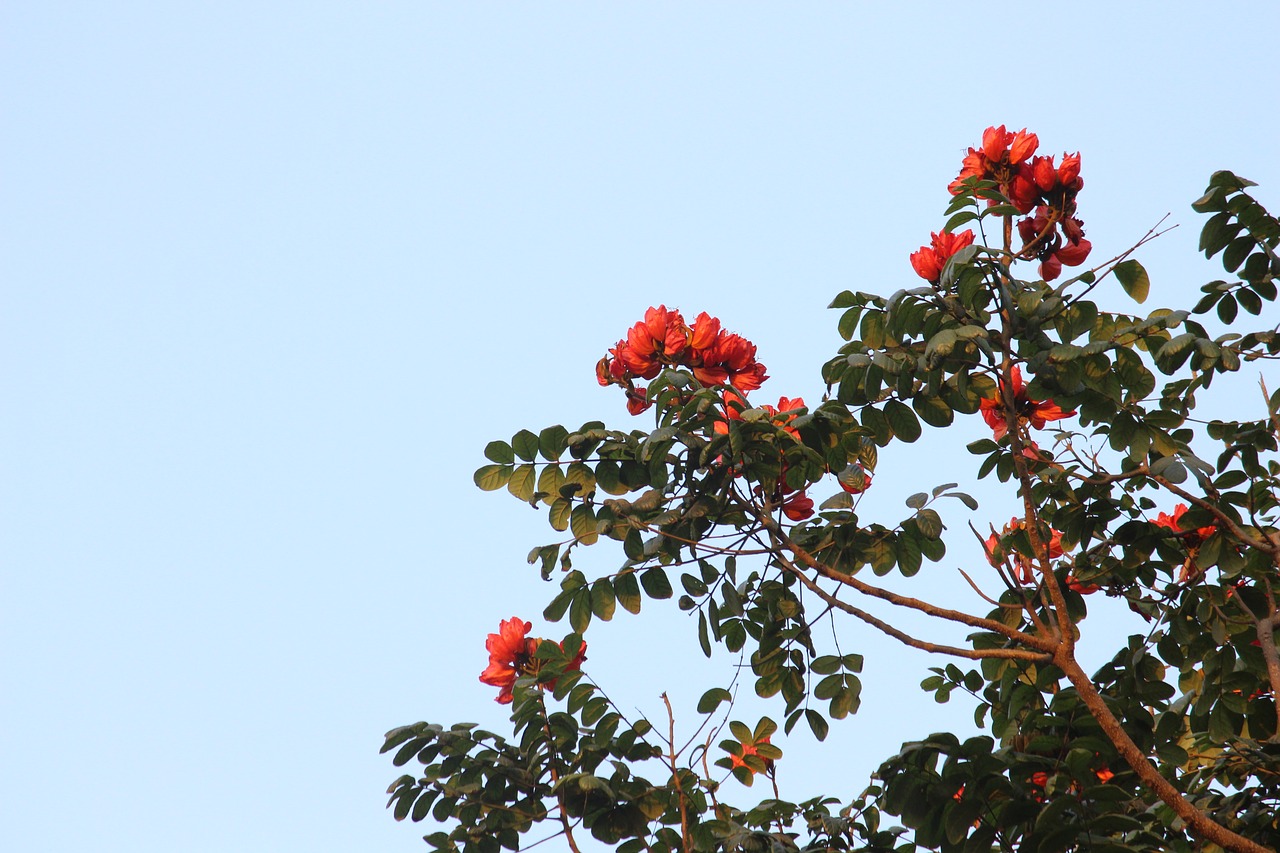 tree  branch  nature free photo