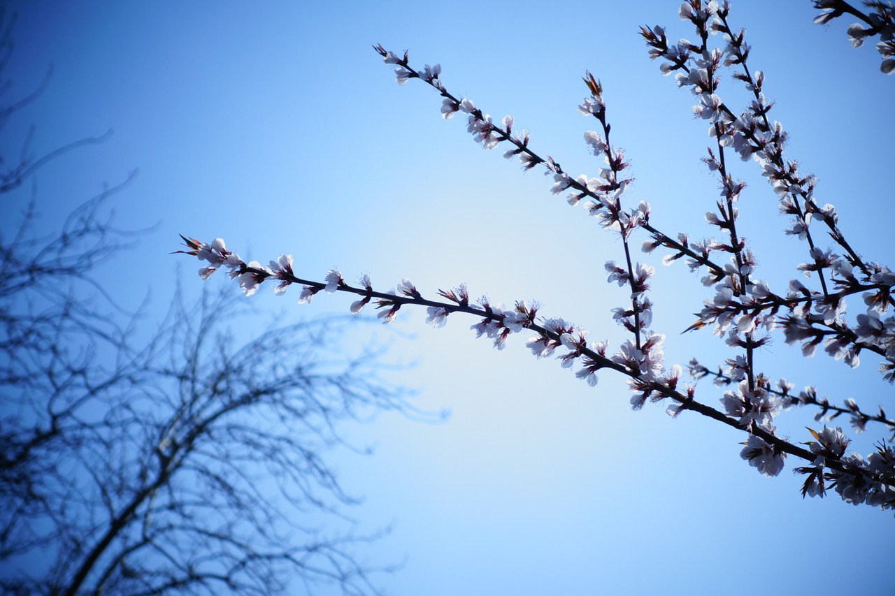 tree  branch  sky free photo