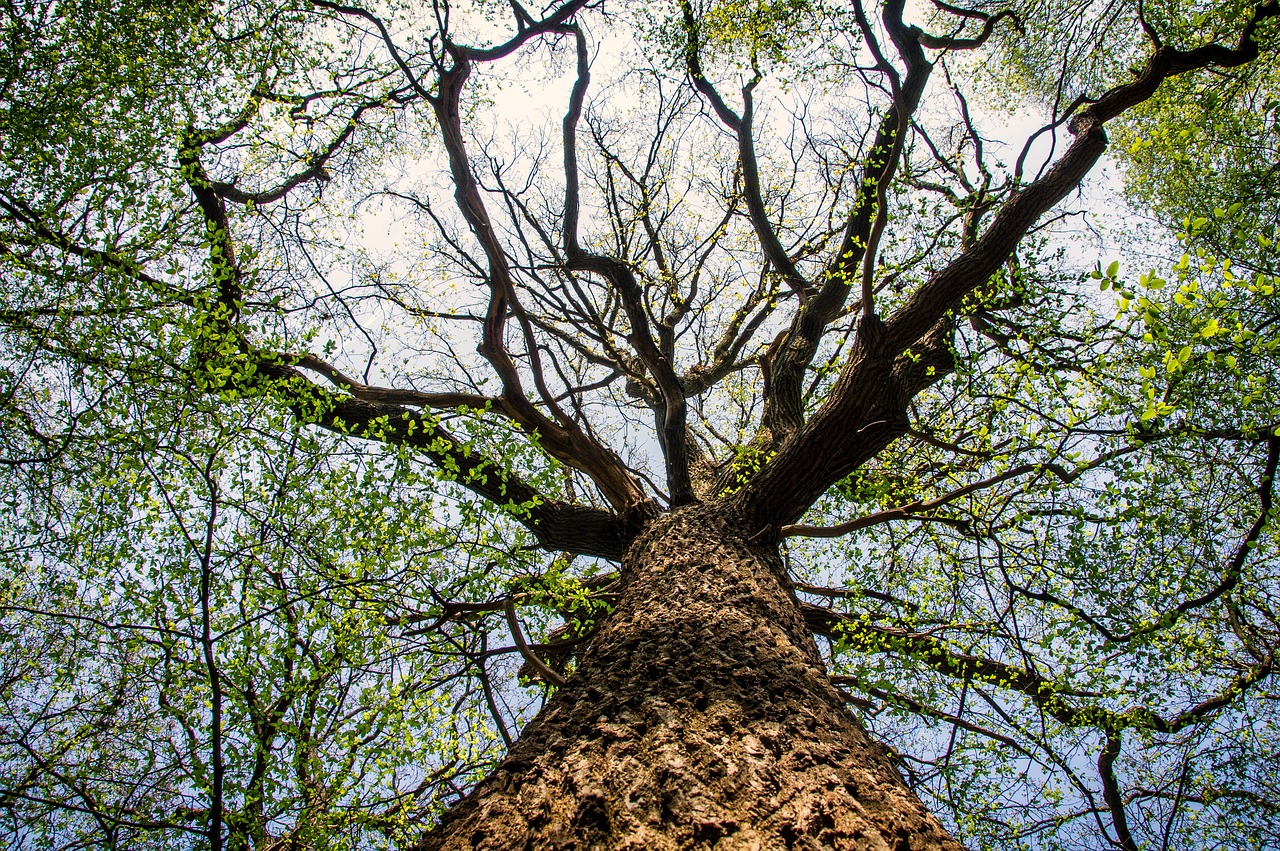 tree  nature  wood free photo