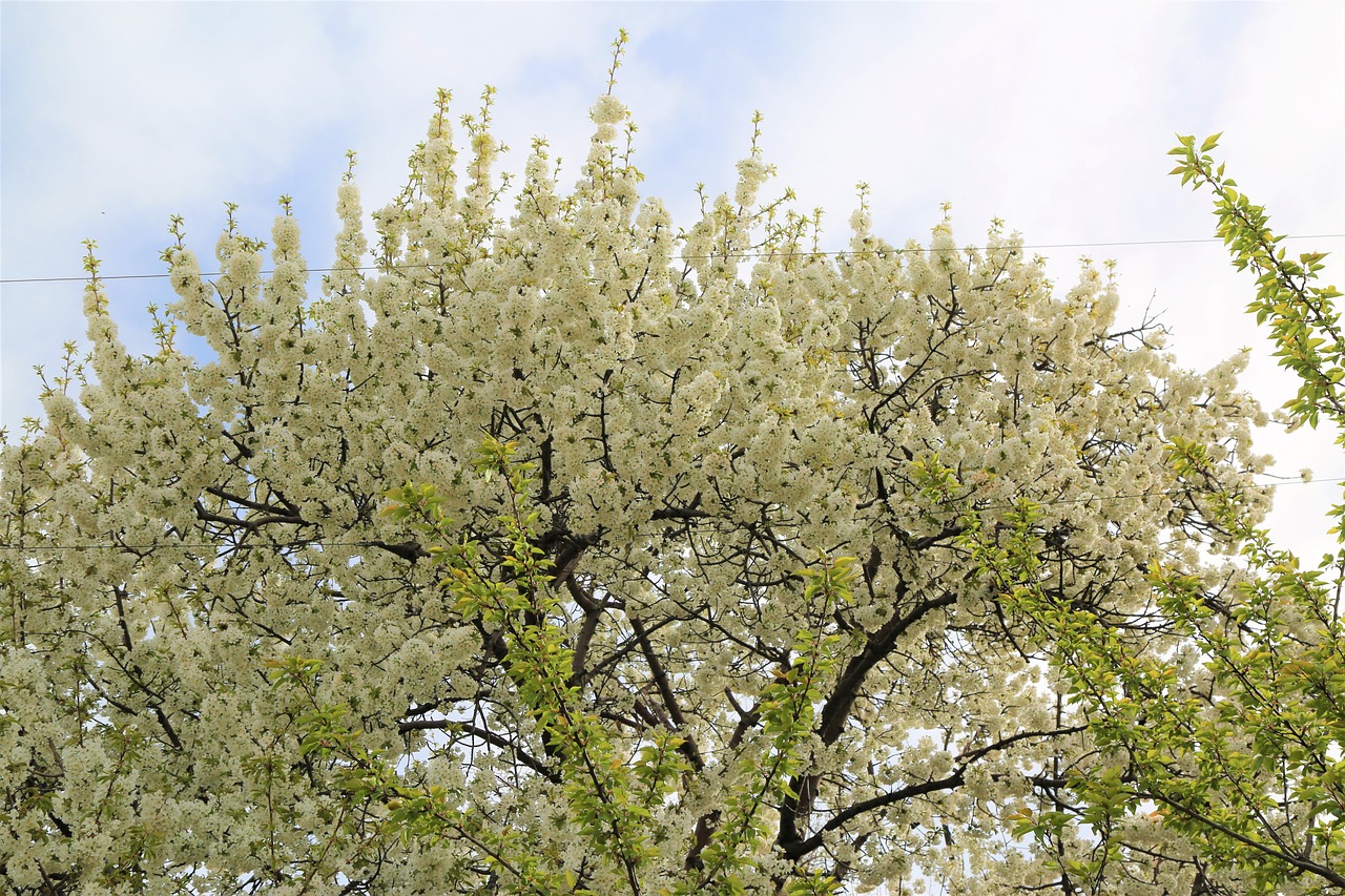 tree  nature  ahlat free photo