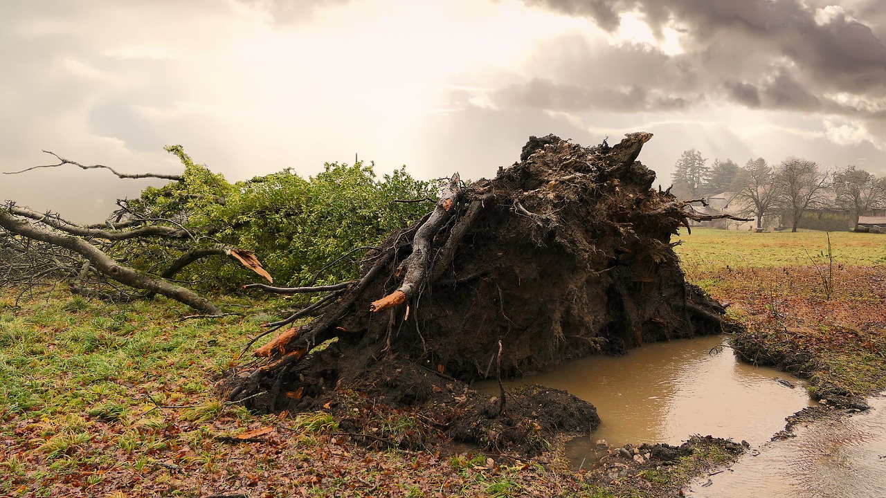 tree  uprooted  storm free photo