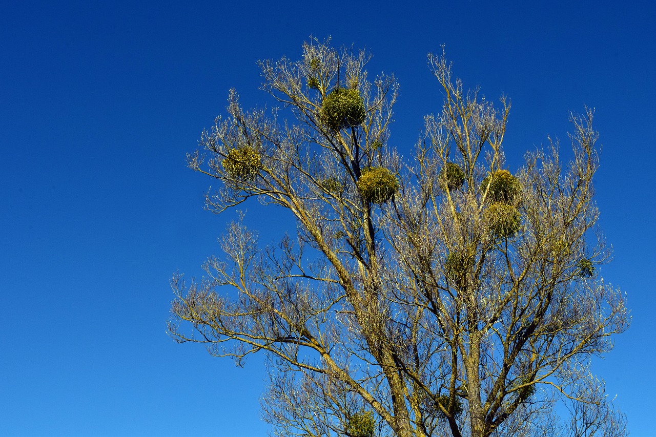 tree  mistletoe  kahl free photo